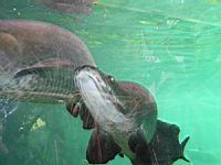 Arapaima, Arapaima gigas (fam. Osteoglossides)(ord. Osteoglossiformes)(Am. sud) (Photo F. Mrugala) (3)